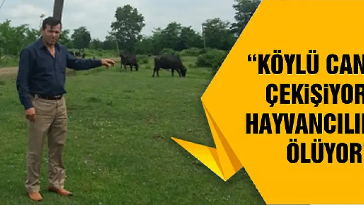 'KÖYLÜ CAN ÇEKİŞİYOR, HAYVANCILIK ÖLÜYOR'
