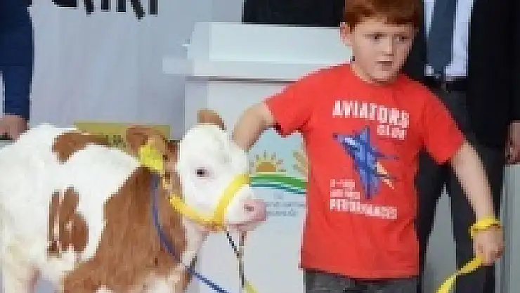 Bu podyumun güzelleri buzağılar