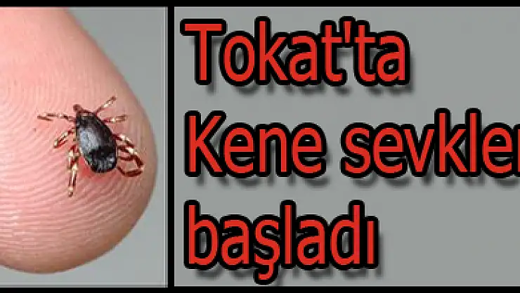 Tokat'ta Kene sevkleri başladı