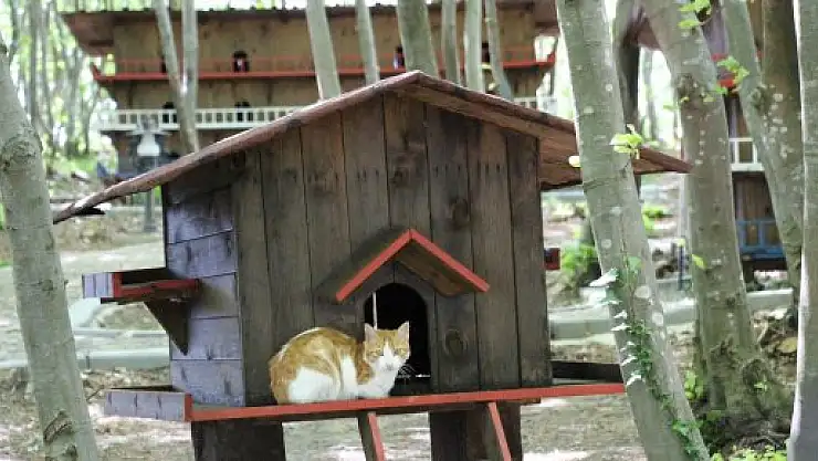 SAMSUN'DA 'KEDİ KASABASI'