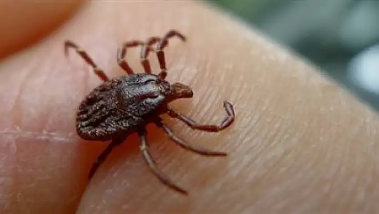 KENE İLAÇLARI ÜCRETSİZ UYGULANIYOR