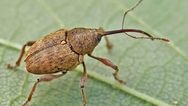 Fındıkta, Fındık Kurdu Tehlikesi