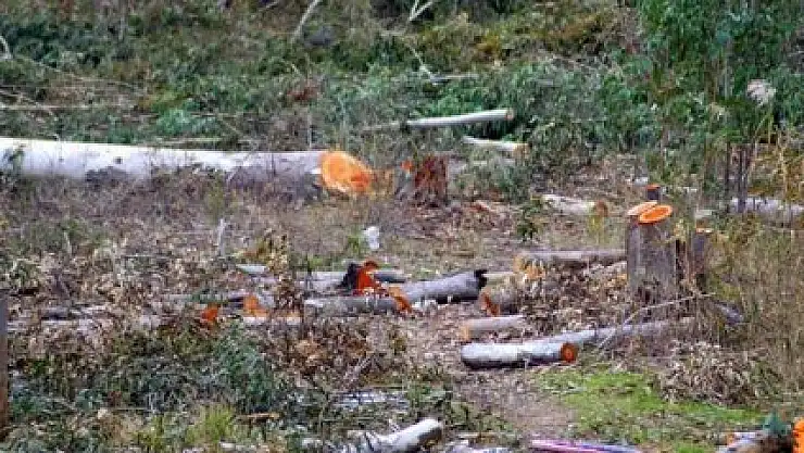İzinsiz Ağaç Kesmeye 10 Ay Ceza