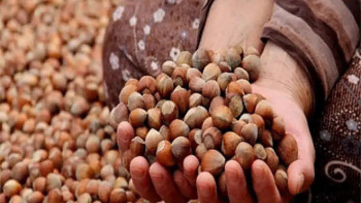 Fındıktan 8 ayda 1,8 milyar dolar gelir