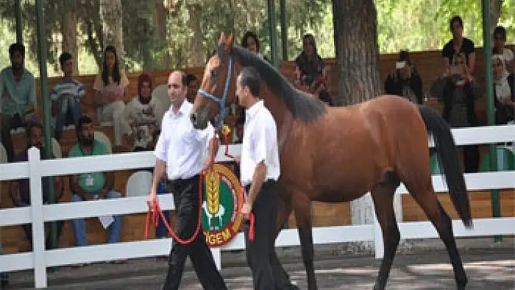 Yarış atları ev fiyatına satıldı
