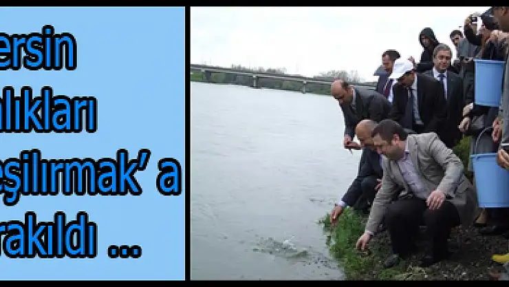 Mersin Balıkları Yeşilırmak' a bırakıldı…