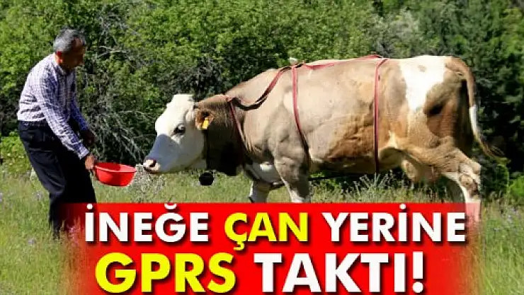 İneğe çan yerine GPRS taktı!