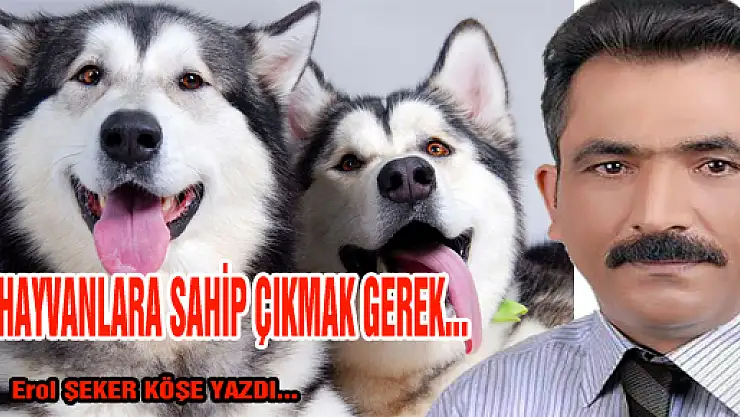 HAYVANLARA SAHİP ÇIKMAK GEREK...