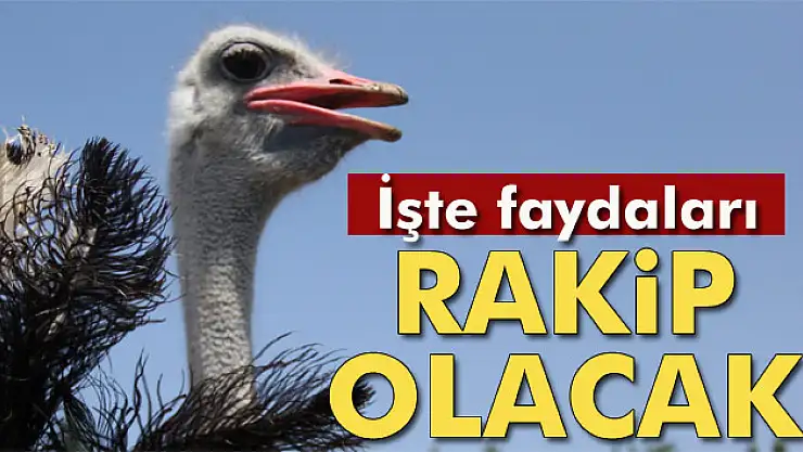 Deve kuşu eti, kırmızı ete rakip olacak