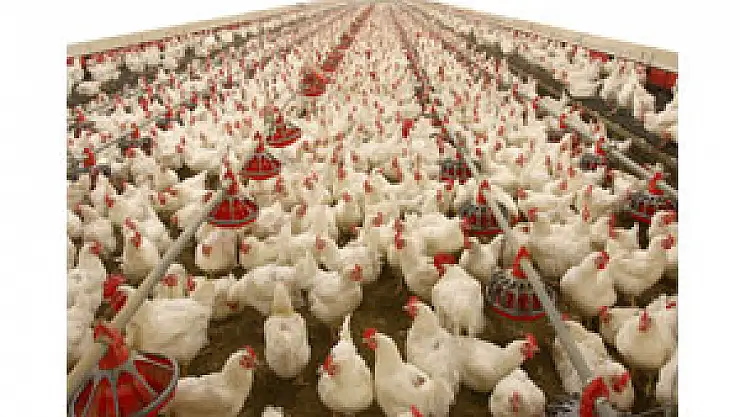 'Kanatlı sektöründe ihracat artışı şart'