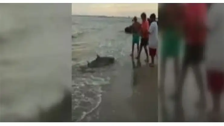 Oltaya köpekbalığı takıldı