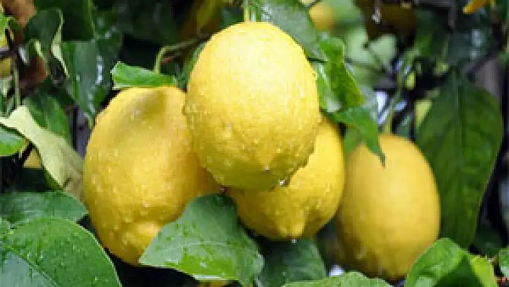 Limon suyunun inanılmaz faydaları