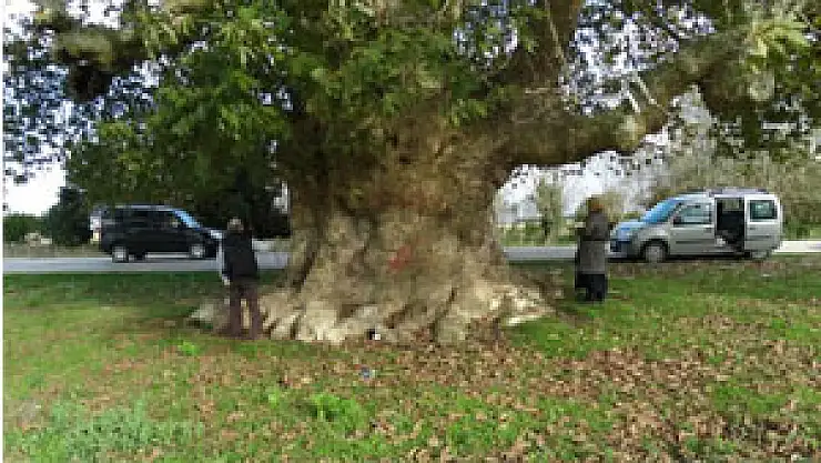Samsun'un en yaşlı ağacı Çarşamba'da
