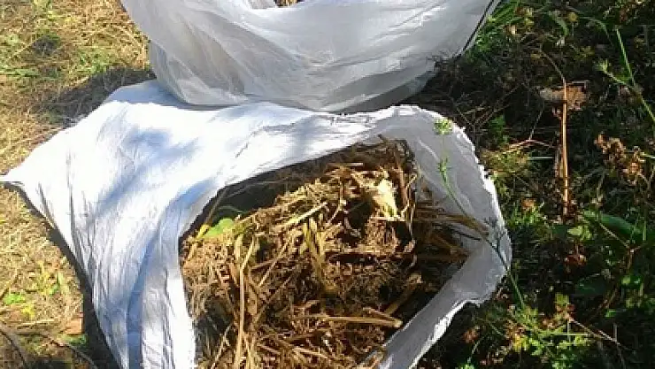 Alaçam'da 3 kilo esrar ve 500 kök kenevir ele geçirildi