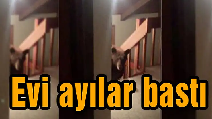 Evi ayılar bastı!