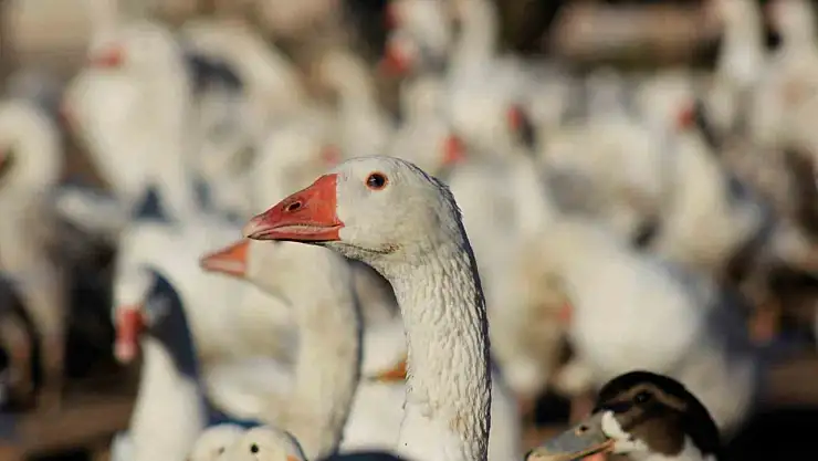 5 kazla başladı 850'ye çıkardı