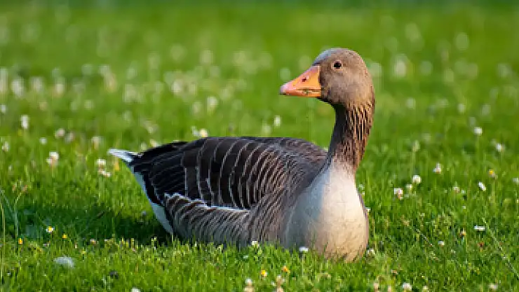 Kara av sezonu başlangıç-bitiş tarihleri belli oldu