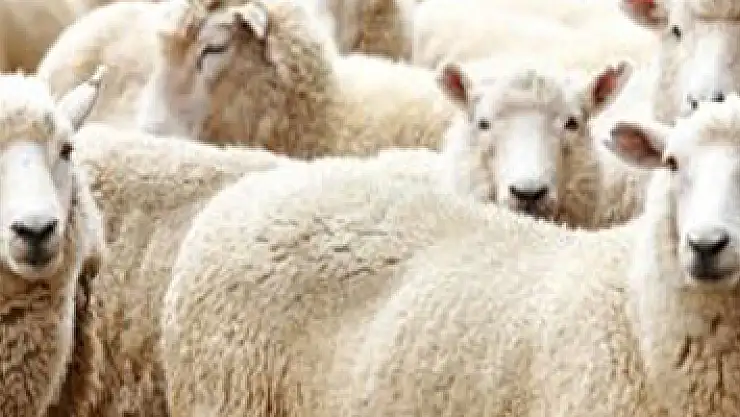 4 Milyon Kurbanlık Yola Çıkıyor