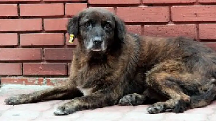 Bakımevlerinde hayvanlara özel denetim