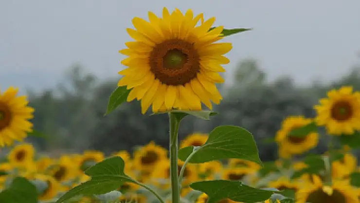 Karadenizbirlik'ten ayçiçeğine 1.58 lira