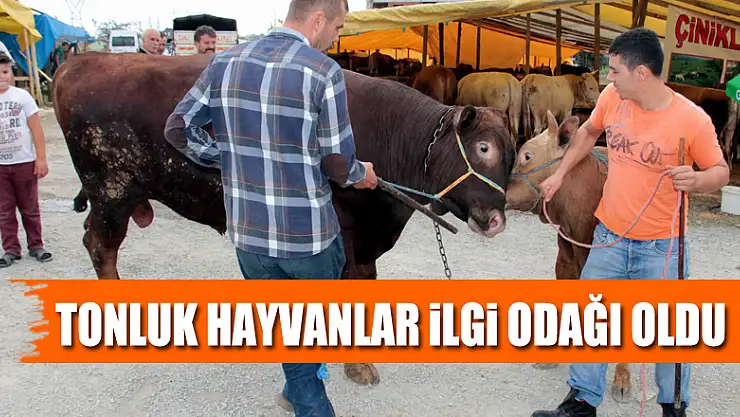 Tonluk hayvanlar vatandaşların ilgi odağı oldu