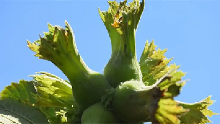 Geçen sezon pazara 600 bin ton fındık indi