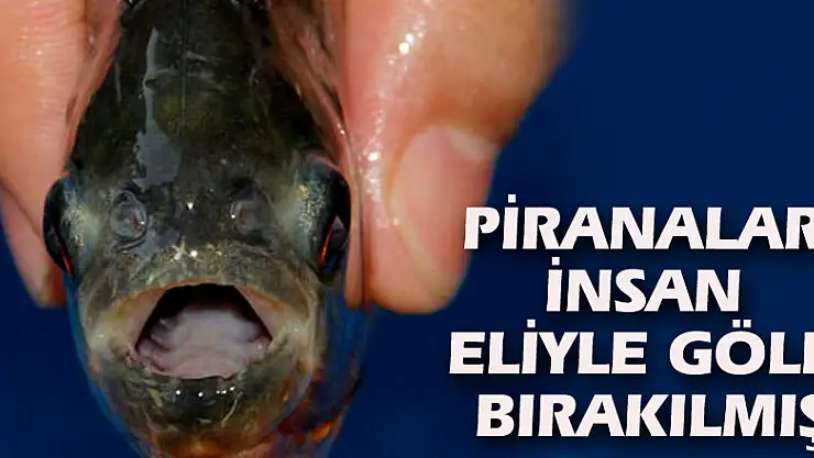 Piranalar insan eliyle göle bırakılmış