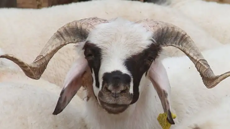 Kurban Bayramınız mübarek olsun