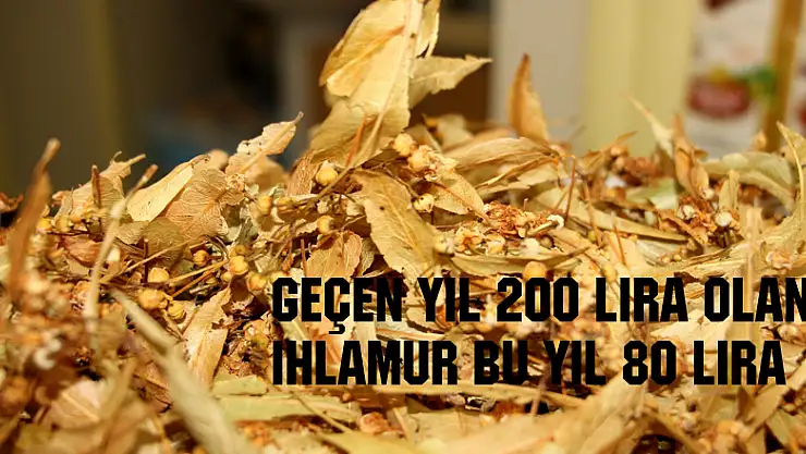 Geçen yıl 200 lira olan ıhlamur bu yıl 80 lira