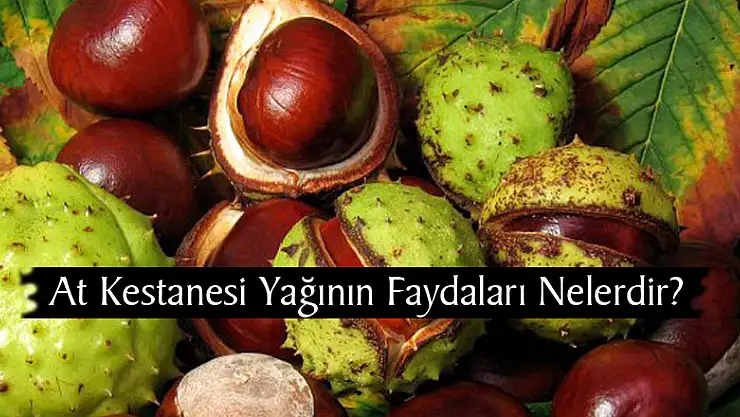 At Kestanesi Yağının Faydaları Nelerdir?