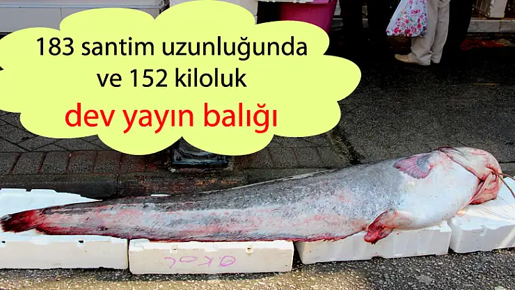 183 santim uzunluğunda ve 152 kiloluk dev yayın balığı