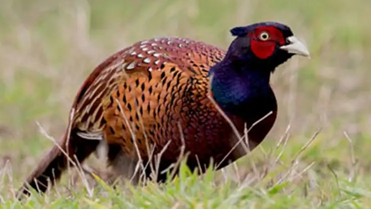  Samsun'da 147 endemik bitki ile 1 endemik memeli tespit edildi