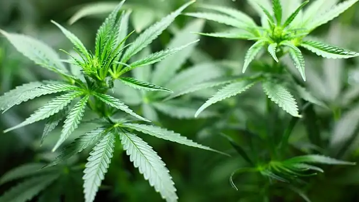 Evinde esrar ele geçen gence 8 yıl 4 ay hapis