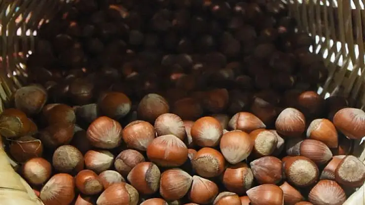 Fındık fiyatı düştü, üretici 'elde tutma' kararı aldı