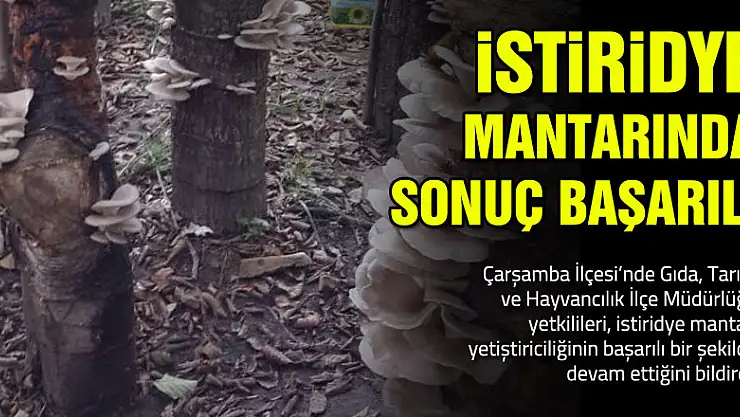 İstiridye Mantarı'nda Sonuç Başarılı