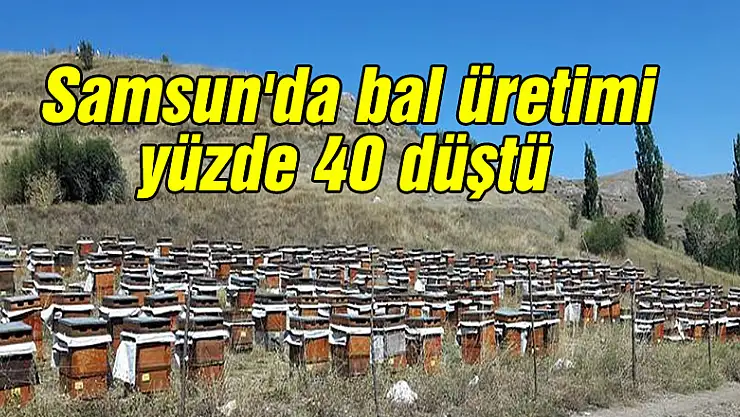  Samsun'da bal üretimi yüzde 40 düştü