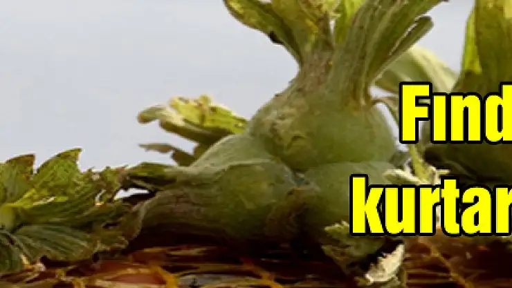 Fındık, maliyetini kurtarmanın peşinde