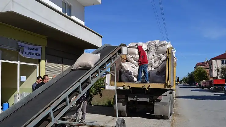 Alaçam TMO çeltik alımına başladı