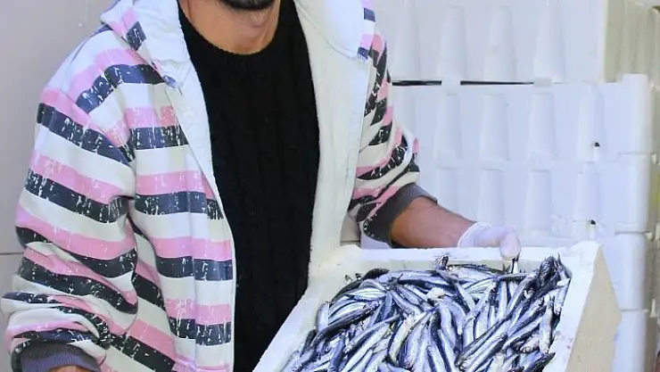 Hamsi için meraklı bekleyiş sürüyor