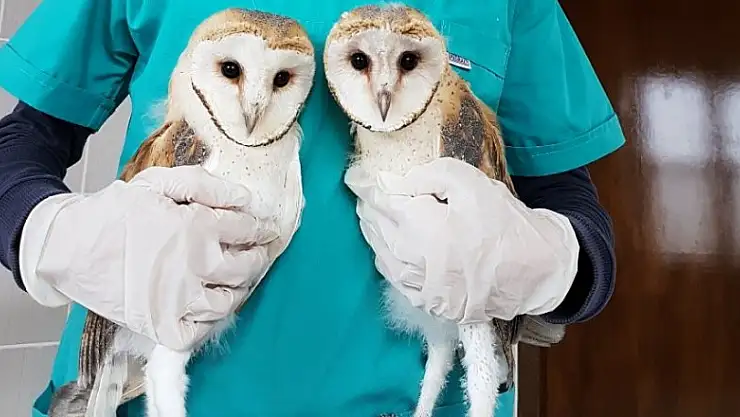 Yaban hayvanları burada şifa buluyor