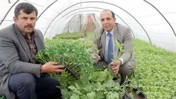 5 milyon fide, yağmur yüzünden ekilemedi