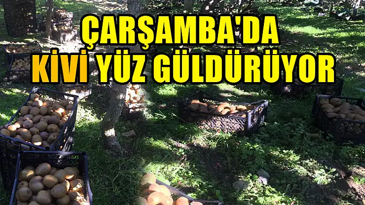 ÇARŞAMBA'DA KİVİ YÜZ GÜLDÜRÜYOR