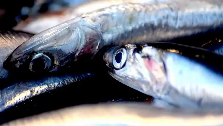 Karadenizli balıkçılar en az 2 yıllık av yasağı istiyor