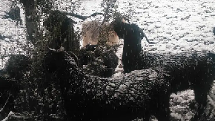 'Keçi inadı' engel tanımıyor