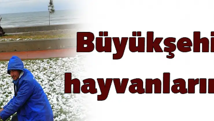 Büyükşehirden sokak hayvanlarına kış şefkati