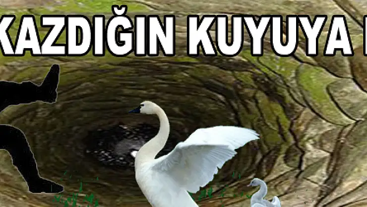 KAZDIĞIN KUYUYA DÜŞME!