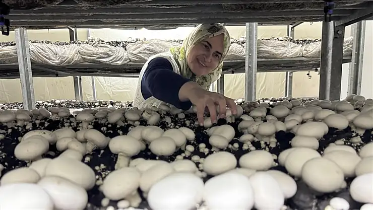 53 yaşında mantar üreticisi oldu