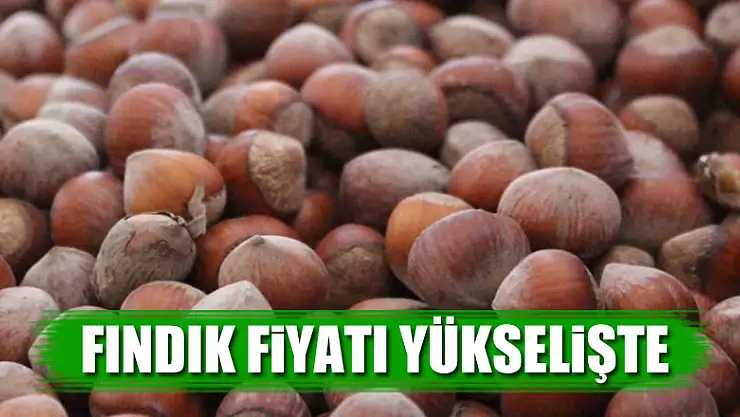 Fındık yükselişe geçti