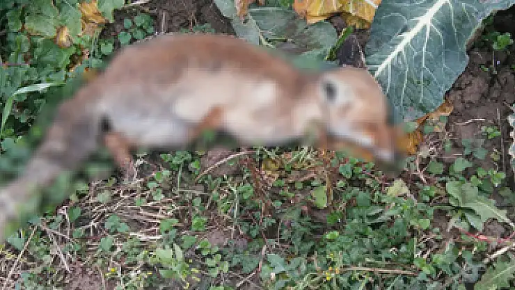 Bafra'da 1 haftada 9 köpek, 1 tilki ölüsüne rastlandı