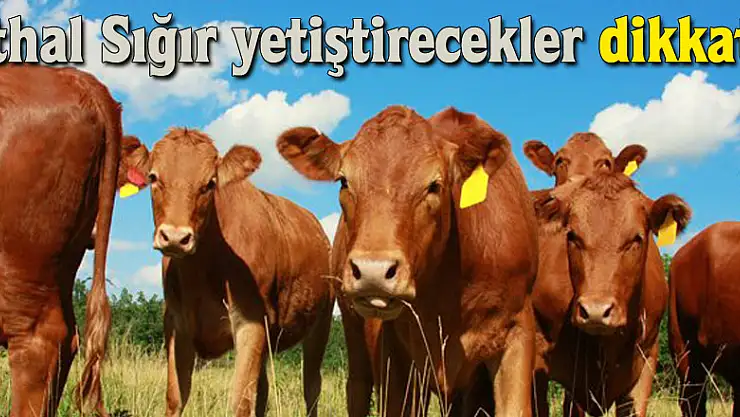 İthal Sığır yetiştirecekler dikkat!